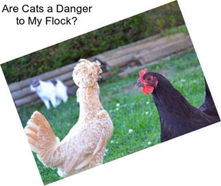 Are Cats a Danger to My Flock?