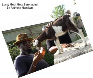 Lucky Goat Gets Serenaded By Anthony Hamilton