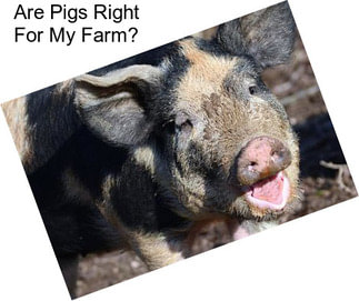 Are Pigs Right For My Farm?