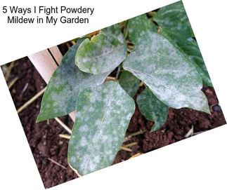 5 Ways I Fight Powdery Mildew in My Garden