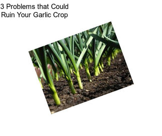 3 Problems that Could Ruin Your Garlic Crop