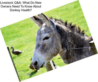 Livestock Q&A: What Do New Owners Need To Know About Donkey Health?
