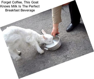 Forget Coffee, This Goat Knows Milk Is The Perfect Breakfast Beverage