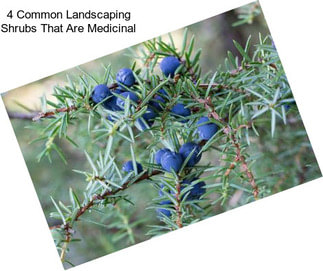 4 Common Landscaping Shrubs That Are Medicinal