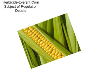 Herbicide-tolerant Corn Subject of Regulation Debate