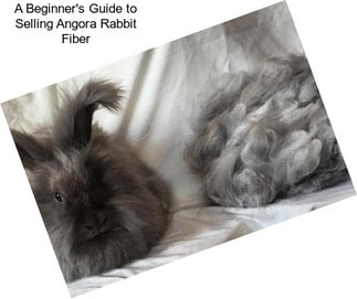 A Beginner\'s Guide to Selling Angora Rabbit Fiber