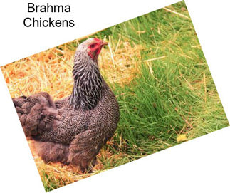 Brahma Chickens