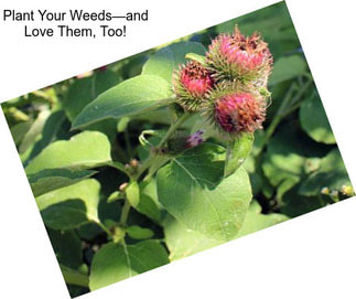 Plant Your Weeds—and Love Them, Too!