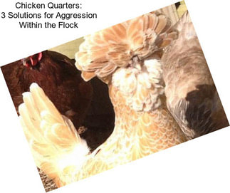 Chicken Quarters: 3 Solutions for Aggression Within the Flock