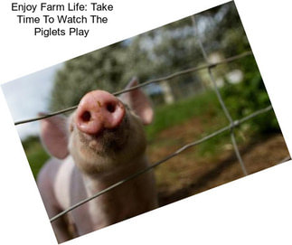 Enjoy Farm Life: Take Time To Watch The Piglets Play