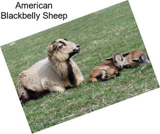 American Blackbelly Sheep