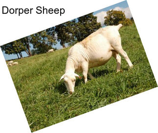 Dorper Sheep