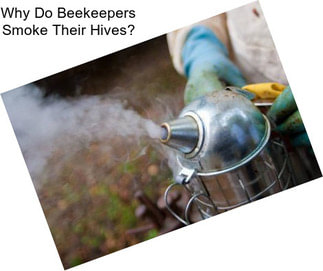 Why Do Beekeepers Smoke Their Hives?