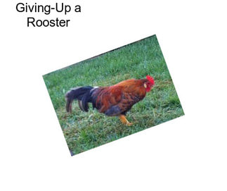 Giving-Up a Rooster