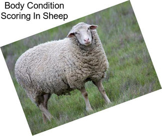 Body Condition Scoring In Sheep