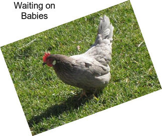 Waiting on Babies