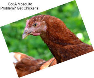 Got A Mosquito Problem? Get Chickens!