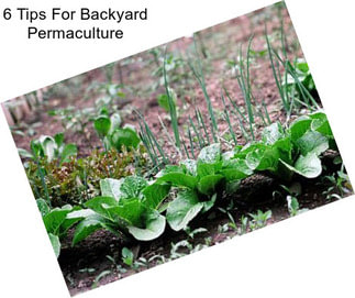 6 Tips For Backyard Permaculture