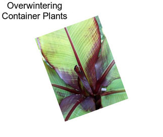 Overwintering Container Plants