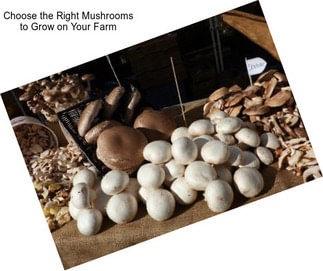 Choose the Right Mushrooms to Grow on Your Farm