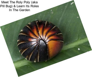 Meet The Roly Poly (aka Pill Bug) & Learn Its Roles In The Garden