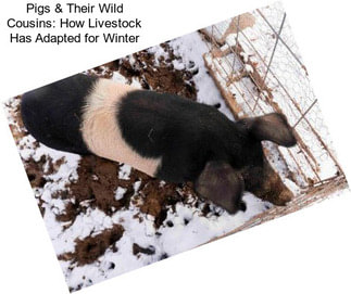 Pigs & Their Wild Cousins: How Livestock Has Adapted for Winter