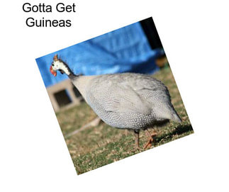 Gotta Get Guineas