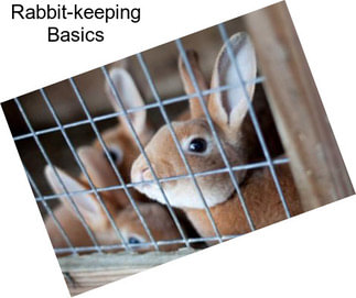 Rabbit-keeping Basics