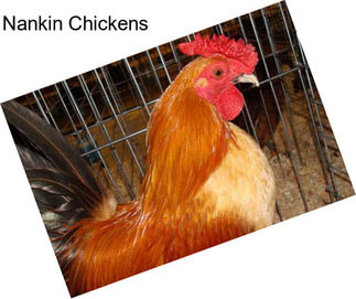 Nankin Chickens