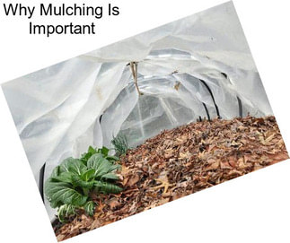 Why Mulching Is Important