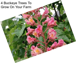 4 Buckeye Trees To Grow On Your Farm