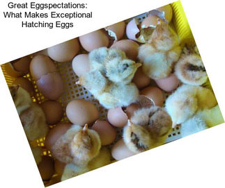 Great Eggspectations: What Makes Exceptional Hatching Eggs