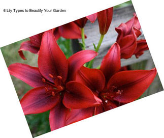 6 Lily Types to Beautify Your Garden