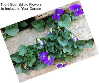 The 5 Best Edible Flowers to Include in Your Garden