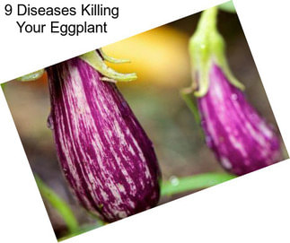 9 Diseases Killing Your Eggplant