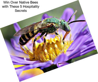 Win Over Native Bees with These 5 Hospitality Secrets