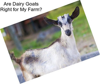Are Dairy Goats Right for My Farm?