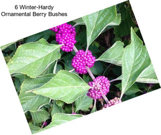 6 Winter-Hardy Ornamental Berry Bushes