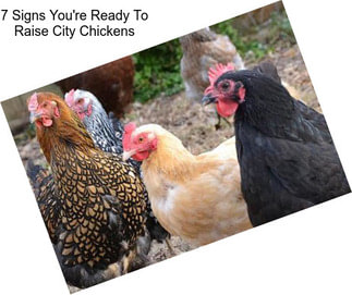 7 Signs You\'re Ready To Raise City Chickens