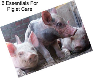 6 Essentials For Piglet Care