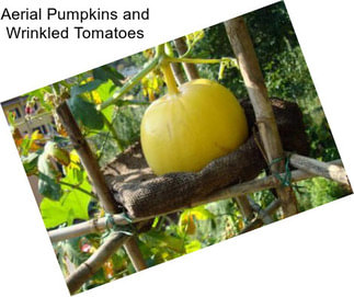 Aerial Pumpkins and Wrinkled Tomatoes
