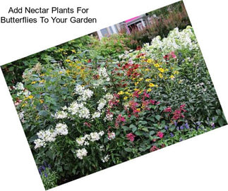 Add Nectar Plants For Butterflies To Your Garden