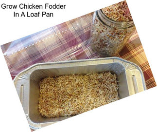 Grow Chicken Fodder In A Loaf Pan