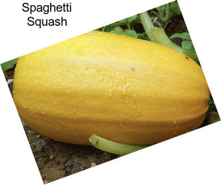 Spaghetti Squash