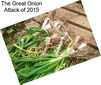 The Great Onion Attack of 2015