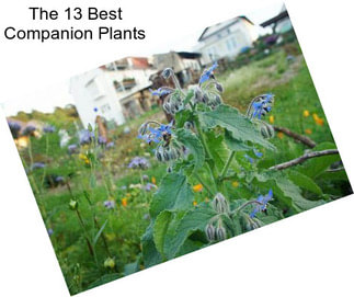 The 13 Best Companion Plants