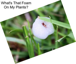 What\'s That Foam On My Plants?