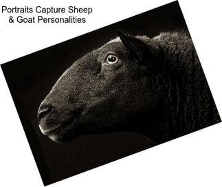 Portraits Capture Sheep & Goat Personalities