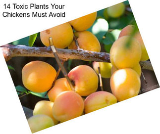 14 Toxic Plants Your Chickens Must Avoid