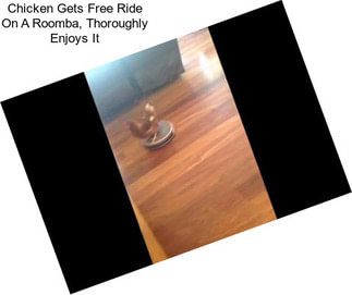 Chicken Gets Free Ride On A Roomba, Thoroughly Enjoys It